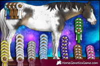 Horse Color:Buckskin Tobiano Frame