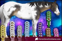 Horse Color:Buckskin Tobiano Frame 