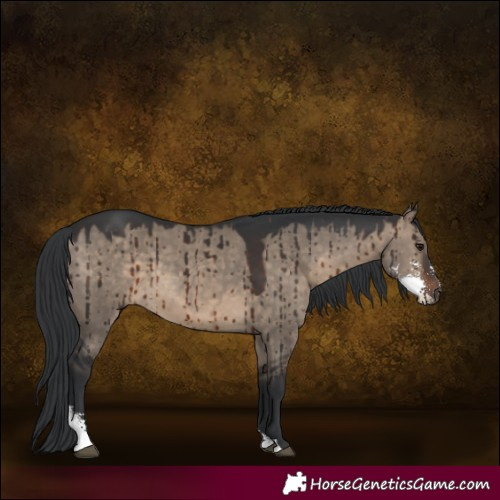 Horse Color:Brown Dun Sabino Brindle