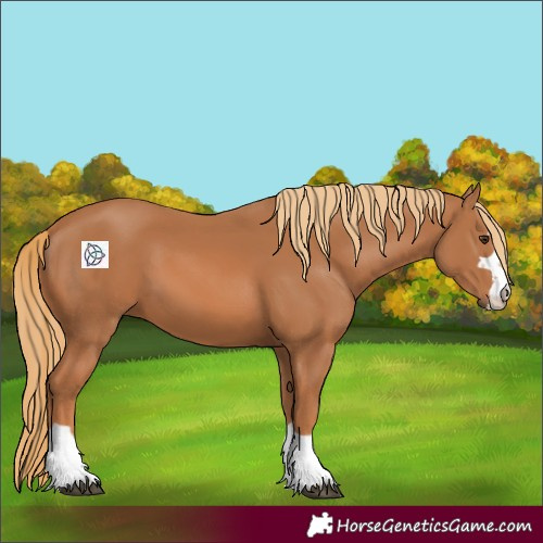 Horse Color:Chestnut 