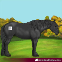 Horse Color:Black 