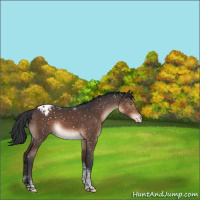 Horse Color:Brown Mushroom Tobiano Appaloosa 