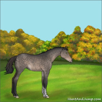 Horse Color:Brown Dun Mushroom Tobiano 