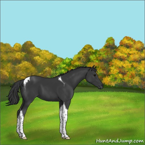 Horse Color:Black Tobiano 