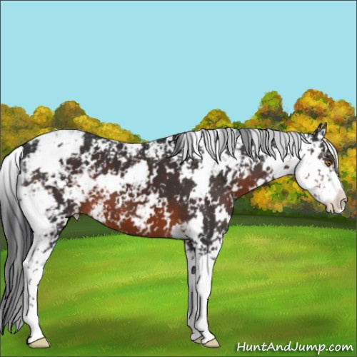Horse Color:Brown Sabino 