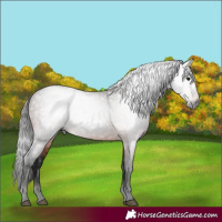 Horse Color:Gray Bay 