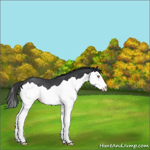 Horse Color:Black Splash Rabicano 