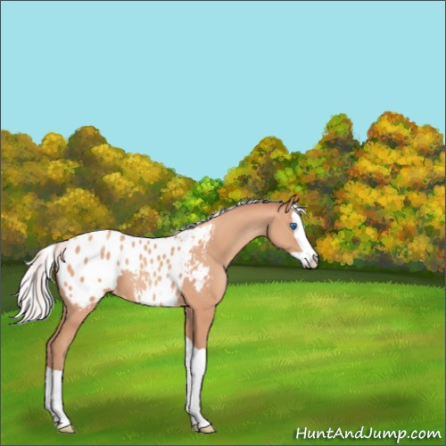 Horse Color:Unknown 