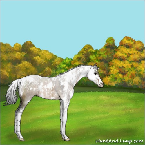 Horse Color:Brown Dun Sabino 