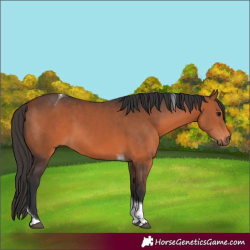 Horse Color:Bay Tobiano 