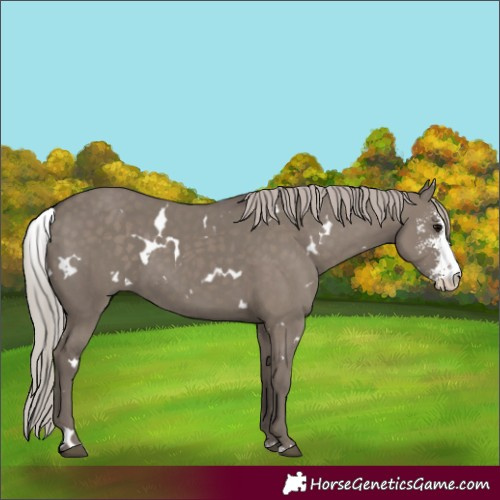 Horse Color:White Spotted Silver Grullo Sabino 