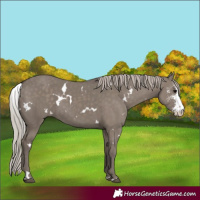 Horse Color:White Spotted Silver Grullo Sabino