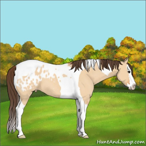 Horse Color:Bay Dun Splash Tobiano Appaloosa 