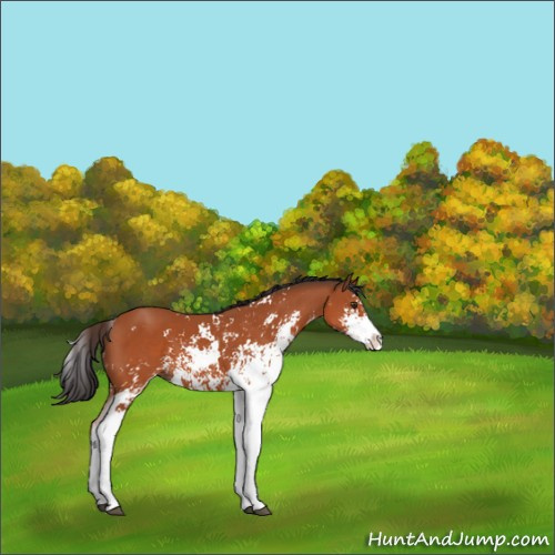 Horse Color:Bay Sabino 