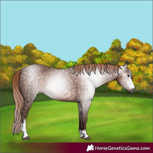Horse Color:Gray Chestnut Sabino 