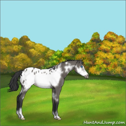 Horse Color:White Spotted Grullo Sabino Frame Appaloosa 