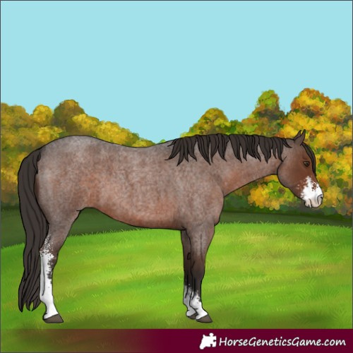 Horse Color:Liver Red Roan Sabino 