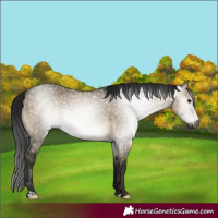 Horse Color:Gray Brown Dun Brindle