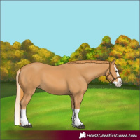 Horse Color:Chestnut Splash 