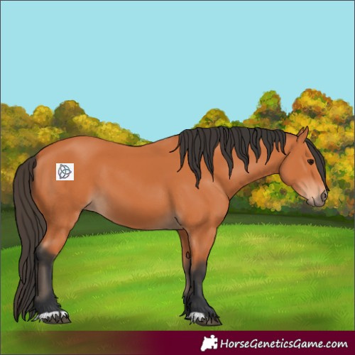 Horse Color:Bay 