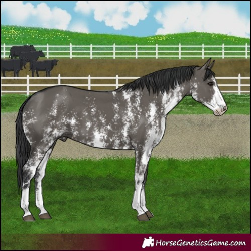 Horse Color:Grullo Sabino Rabicano 