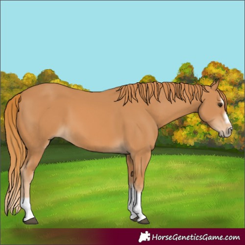 Horse Color:Chestnut Splash Frame 