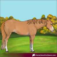 Horse Color:Chestnut Splash Frame 