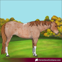 Horse Color:Red Roan Tobiano 