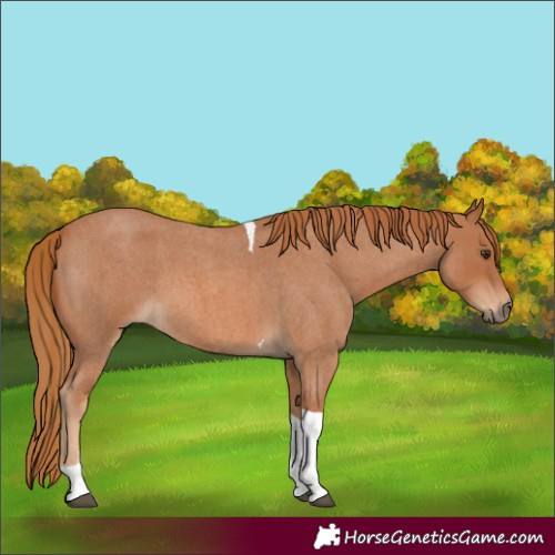 Horse Color:Red Roan Tobiano 