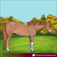 Horse Color:Red Roan Tobiano 