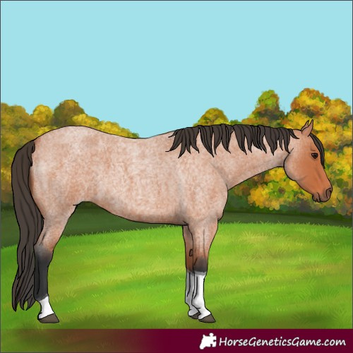 Horse Color:Bay Roan Tobiano