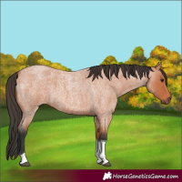Horse Color:Bay Roan Tobiano 