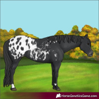 Horse Color:Black Appaloosa 