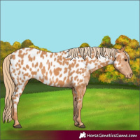 Horse Color:Chestnut Near Leopard 
