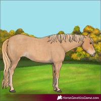 Horse Color:Red Roan 