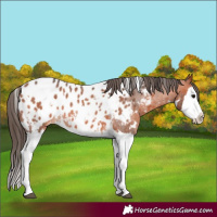 Horse Color:White Spotted Bay Roan Splash Appaloosa 