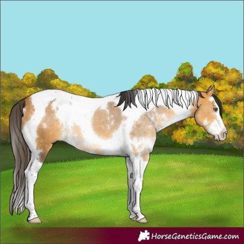 Horse Color:White Spotted Buckskin Splash Tobiano 
