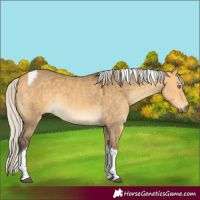 Horse Color:Silver Buckskin Dun Tobiano 