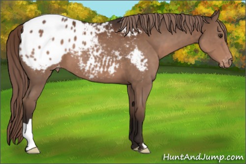 Horse Color:Liver Chestnut Appaloosa 