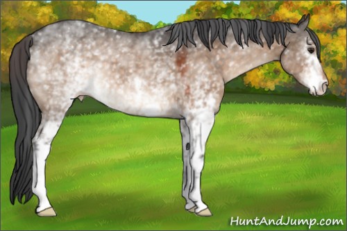 Horse Color:White Spotted Brown Dun Appaloosa 