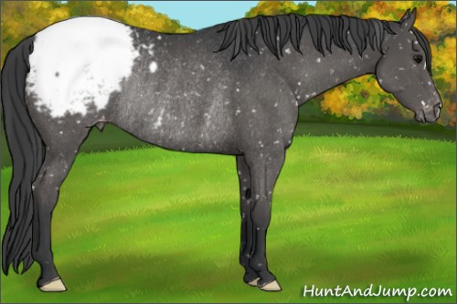 Horse Color:Grullo Appaloosa Rabicano 