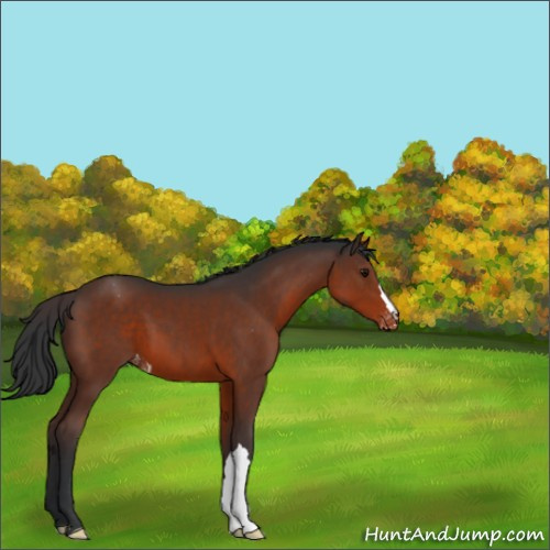 Horse Color:Brown Appaloosa 