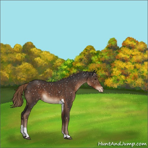 Horse Color:Liver Chestnut Tobiano Appaloosa 