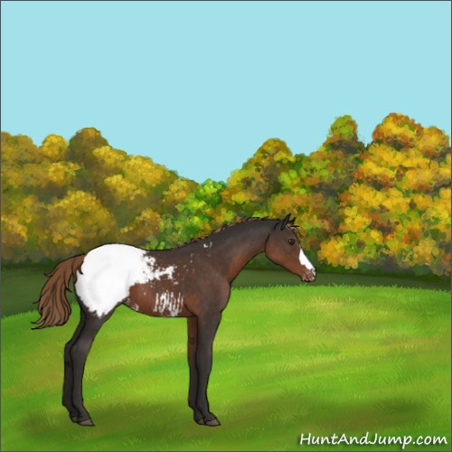 Horse Color:Liver Chestnut Appaloosa 