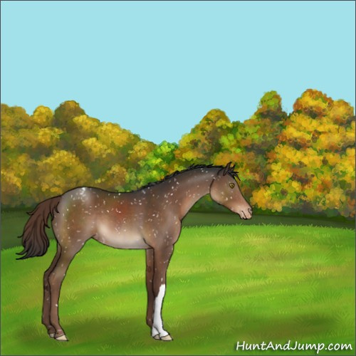 Horse Color:Liver Chestnut Appaloosa 