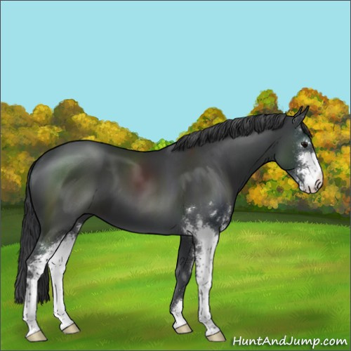 Horse Color:Black Sabino
