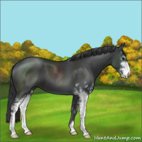 Horse Color:Black Sabino 