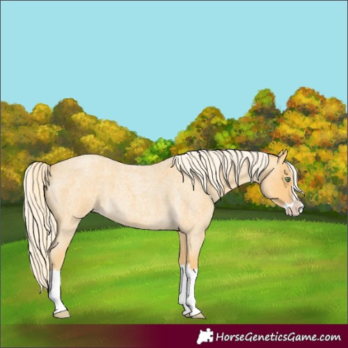 Horse Color:Gold Cream Champagne Roan Splash 