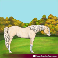 Horse Color:Gold Cream Champagne Roan Splash 