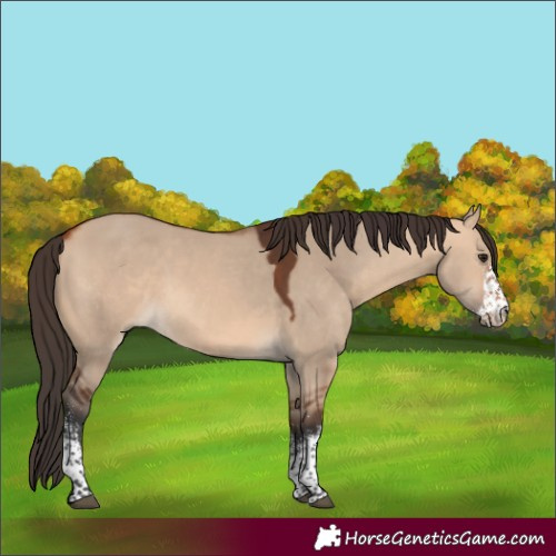 Horse Color:White Spotted Bay Dun 